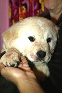 NSAL Puppies at Hairspray - Dog with Lipstick